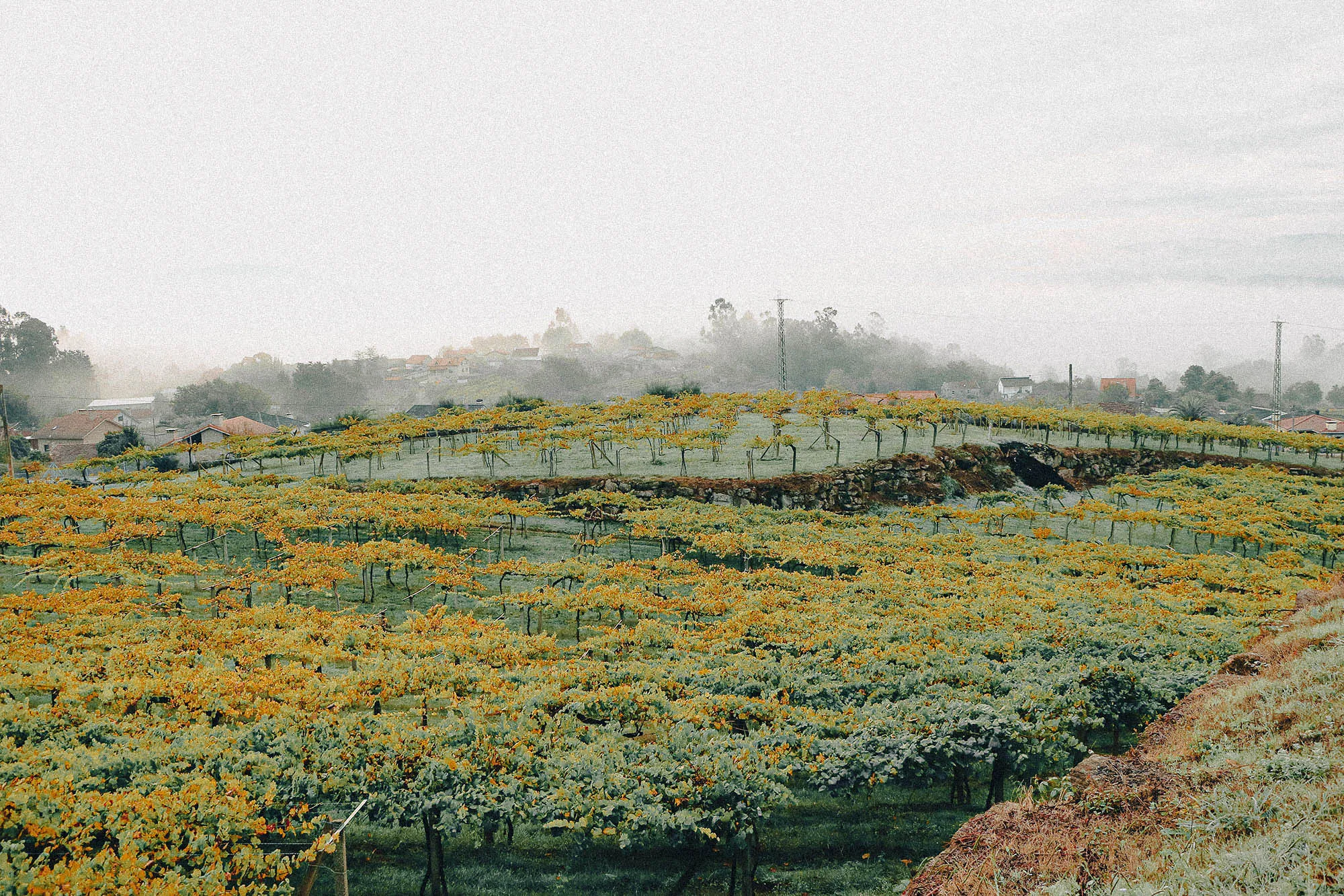 Viñedo del pazo de lusco, florecido